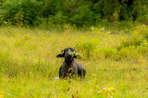 Maharashtrian Bison Stock Photos