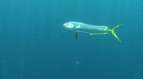 Mahi Mahi Close Up Stock Footage 7136699