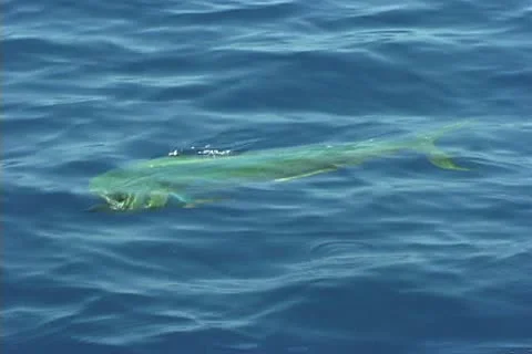 Mahi Mahi Dolphin Stock Footage 20719299