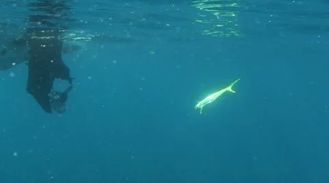 Mahi Mahi fighting underwater Stock Footage 7136661