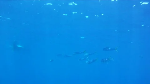 Mahi Mahi Stock Footage 12247316