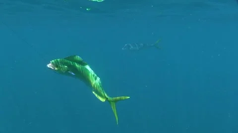 Mahi Mahi hooked underwater Video stock 7136612