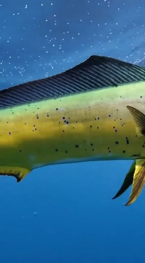 Mahi-mahi in the sea Stockbeeldmateriaal 330121397