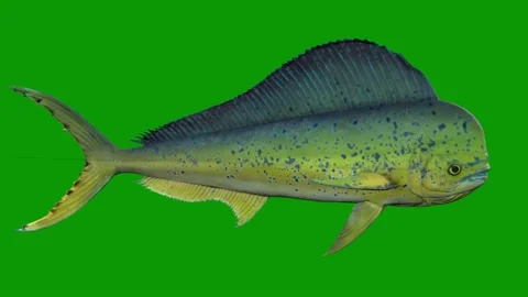 MahiMahi Beautiful Fish Swim From Right 3D Rendering Animation on Green Screen Stock Footage 307745828