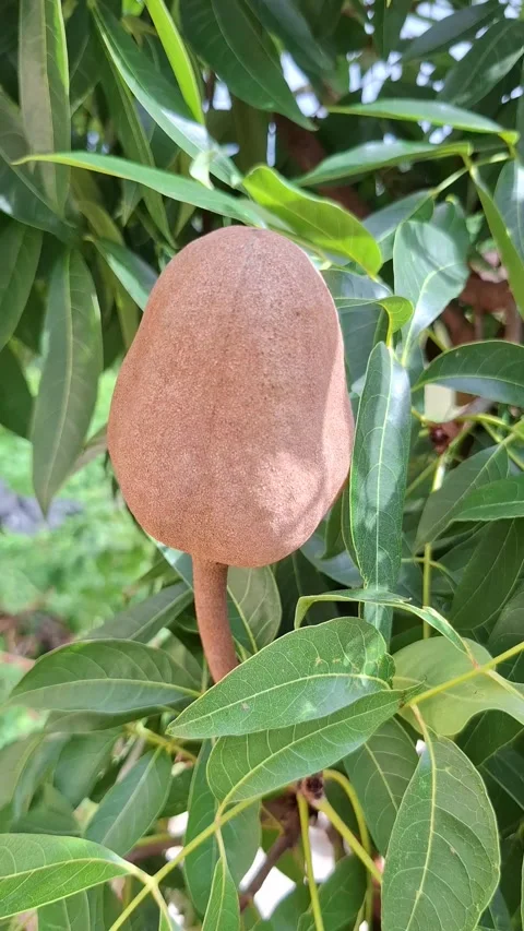 Mahogany Fruit on Branch, leafy tree branch. Video stock 338396752