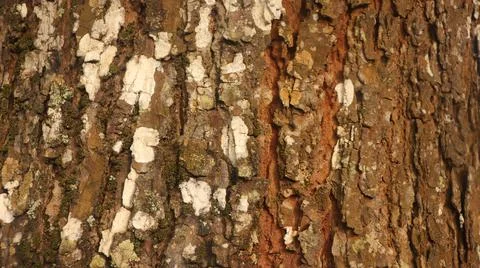 Mahogany tree bark close up Stock Photos