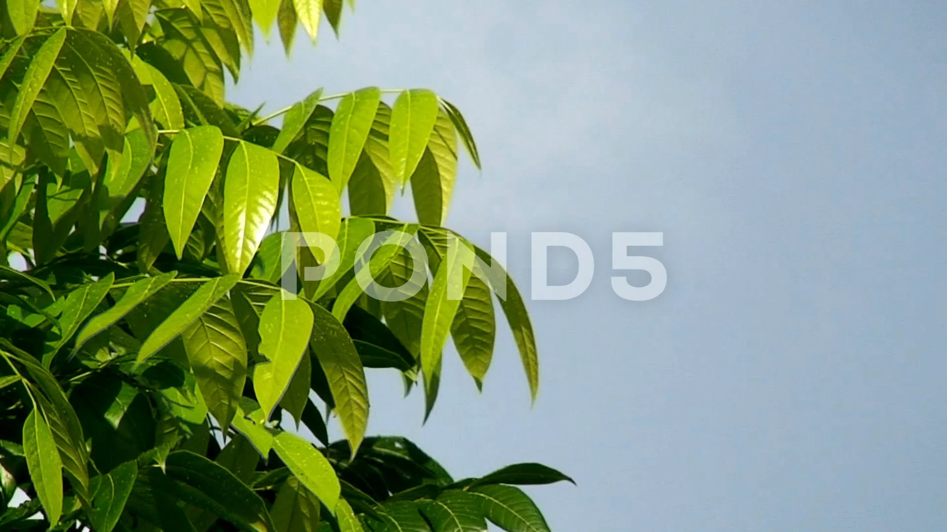 Philippine Mahogany Tree