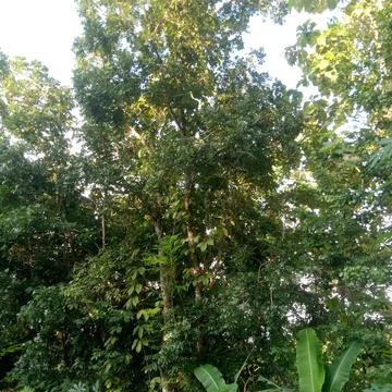 Mahogany tree Stock Photos