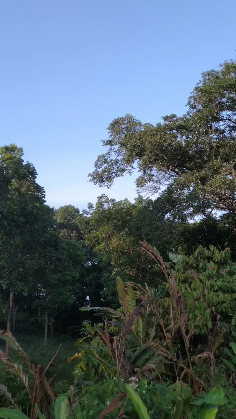 Mahogany tree plantation in the morning Video stock 272707853