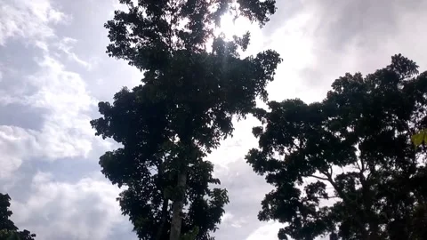 Mahoni tree under the sun Stock Footage 328295959