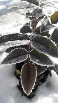 Mahonia Stock Photos