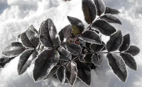 Mahonia Stock Photos
