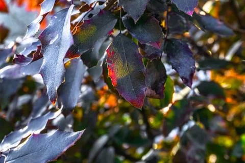 Mahonia Stock Photos