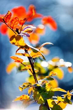 Mahonia red leafs Stock Photos