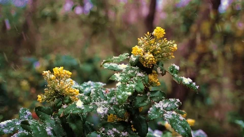 Mahonia, spring snowfall Stock Footage 126967409