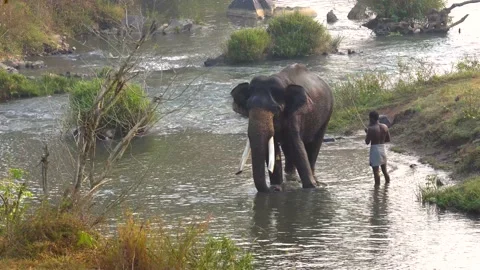 A mahout bathing an elephant on the river 02 Stockbeeldmateriaal 218175953