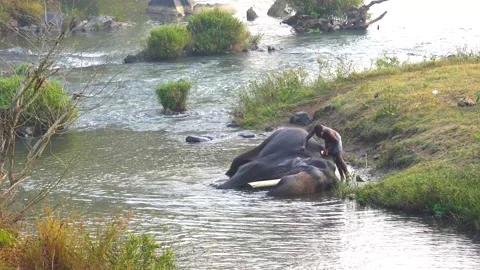 A mahout bathing an elephant on the river 動画素材 218175853