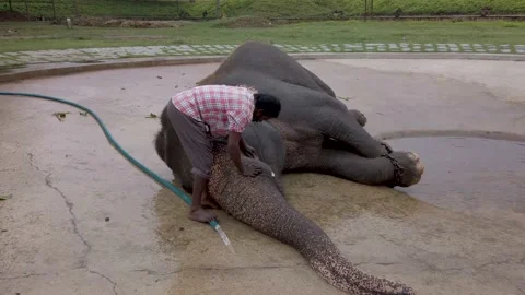 A Mahout is bathing his Elephant during Dussehra in Mysuru, India. Stock Footage 153674197