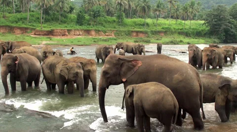 Mahout with the elephants at the river. Stock Footage 31751381
