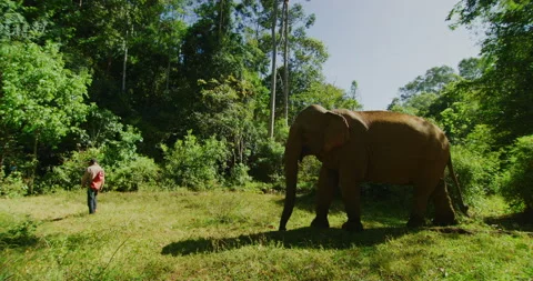 Mahout Looking After His Elephant in The Jungles Of Mondulkiri, Cambodia Stock Footage 151134898
