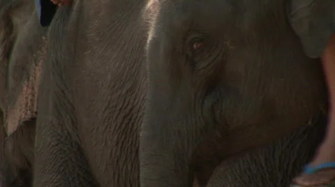 Mahout, Pattaya elephants Stock Footage