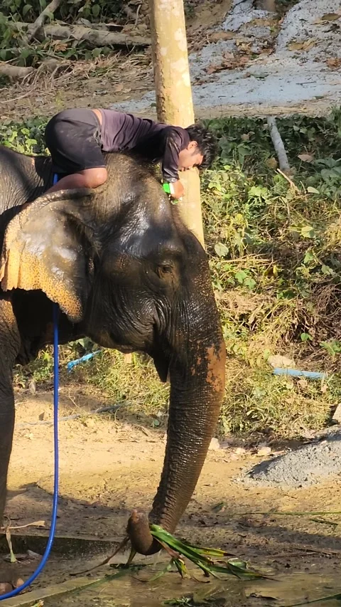 The mahout washes the elephant before work. Stock Footage 323258467