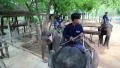 Mahouts - people who works with, rides, and tends an elephants HD Footage