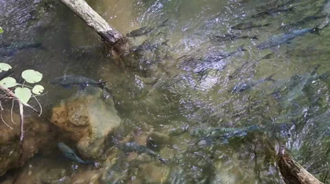 Mahseer Barb Fish Stock Footage 39411143