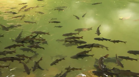 Mahseer barb Stock Footage 30550037