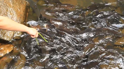 Mahseer barb Stock Footage 30555827