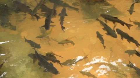 Mahseer barb Stock Footage 30558274