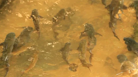 Mahseer barb Stock Footage 30560750