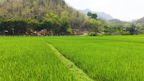 Mai Chau Rice Fields Low Aerial Pass Vietnam Vídeos de archivo 330721989