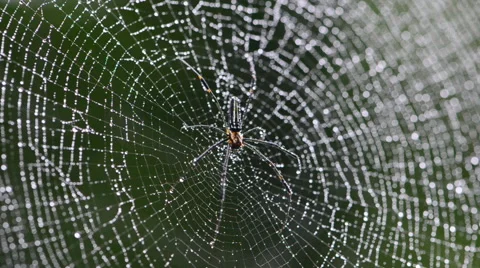 Mai Thong spider on web. Stock Footage 64124667