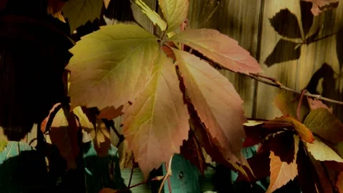 Maiden grapes in autumn Stock Footage 235672589