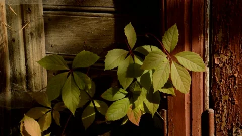 Maiden grapes in autumn Stock Footage 235677367