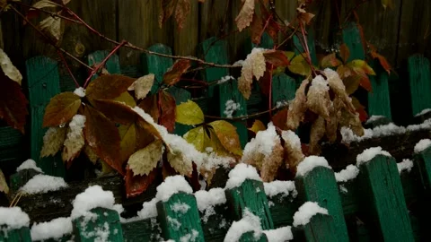 Maiden grapes during the snow Stock Footage 235730650
