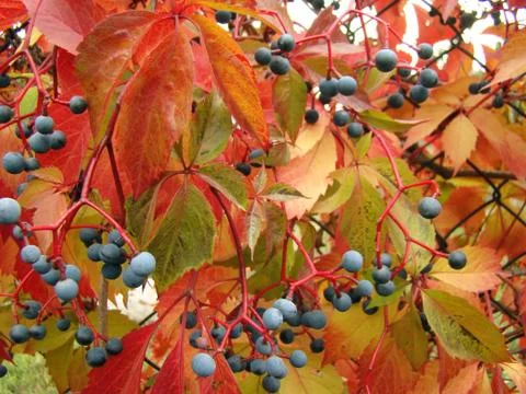 Maiden grapes Stock Photos