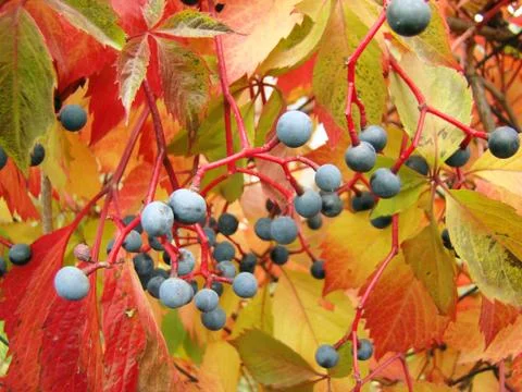 Maiden grapes Stock Photos