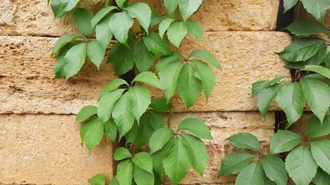 Maiden grapes stem on the stacked building shell rock blocks Stock Footage 219614714