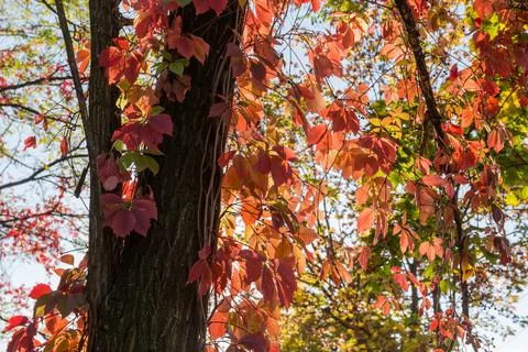 Maiden grapes stems hanging down from tree trunk in autumn Stock Photos