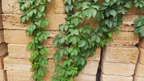 Maiden grapes stems on the stacked building shell rock blocks Stock Footage 219614672