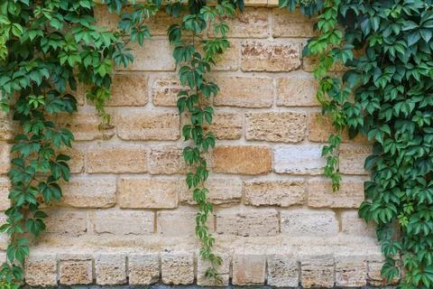 Maiden grapes stems on the wall of shell rock blocks Stock Photos