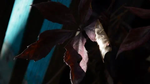 Maiden grapes with withered leaves Stock Footage 271205686