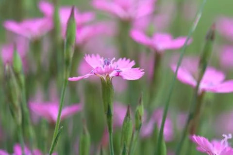 Maiden Pink Stock-Fotos
