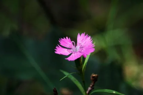 Maiden Pink Stock Photos