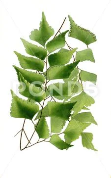 Maidenhair fern Adiantum trapeziforme giant maidenhair diamond maidenhair fern Stock Illustration
