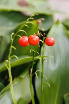 Maigloeckchen (Convallaria majalis), Fruchtstand mit giftigen, roten Beere... Stock Photos