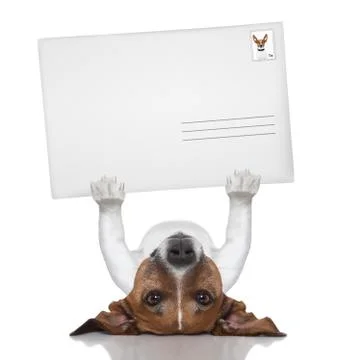 Mail dog Foto stock