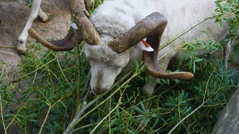 A mail goat with large horns Stock Footage 254997241